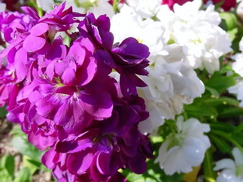 四、紫罗兰的养护小贴士