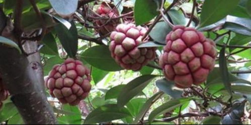 探秘登山者贝蒂娜月季的花期与耐寒性