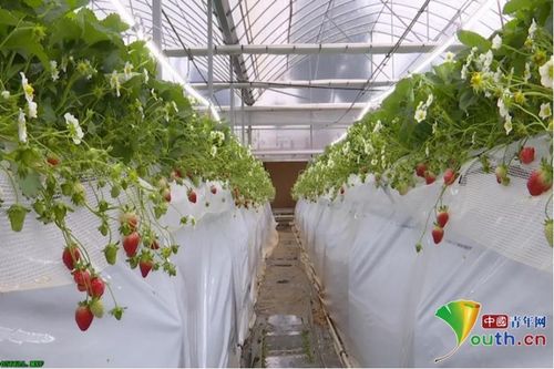 小菊花种植时如何避免病虫害，并确保其健康生长