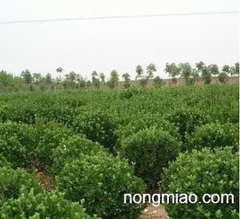 一、 简单的特点轻松分辨