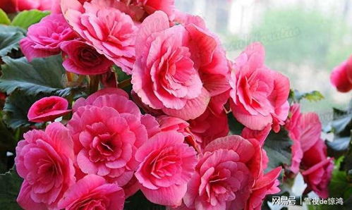 杜鹃花：红色热烈， 喜庆祥和