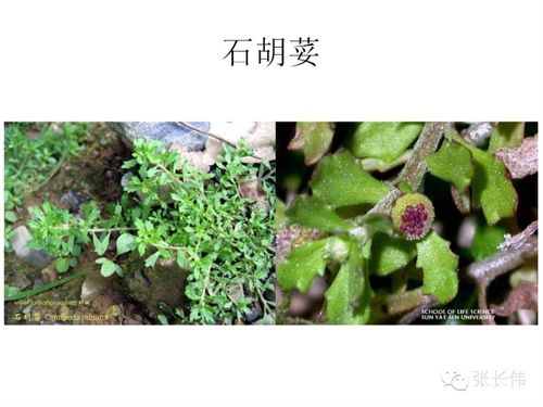 五味子杂草在农田中生长，影响作物产量