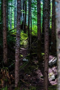 驱蚊虫， 小鬼见愁