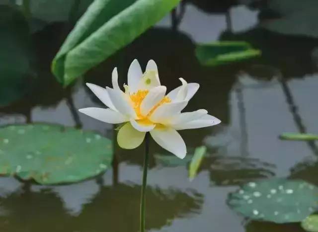 荷花何其美，江南水乡养最佳