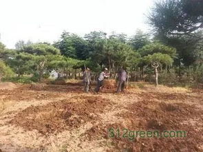 松树种植， 先从了解松树开始