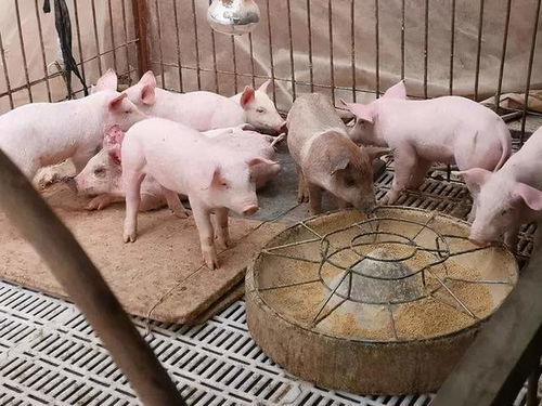 12头仔猪养殖成本和利润各是多少？