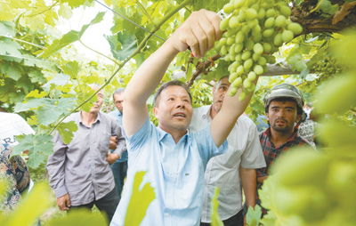种西梅真的能年入50万？新疆果农换宝马，供应链战争背后真相是什么？