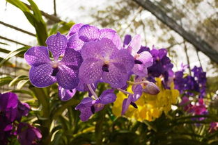 野百合也有春天喇叭花带你回忆童年