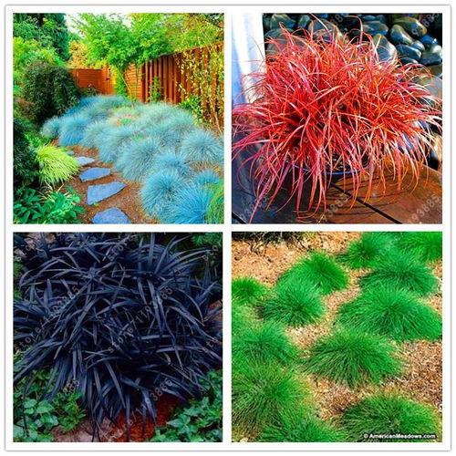 黑心菊：金黄中的黑眼魅力