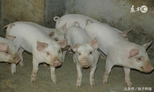 猪场疾病早期，尿液异常是如何暴露出来的？