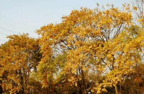 娇艳红玉，傲立枝头——红花玉兰‘娇红1号’