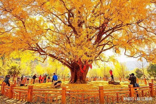 银杏树的历史与传奇