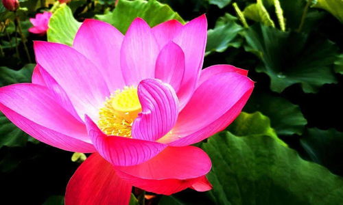 2020荷花季：赏荷盛宴，盛夏绽放！