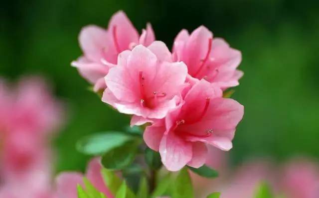 杜鹃花花蕾期能否施肥，对花蕾生长和开花有影响吗