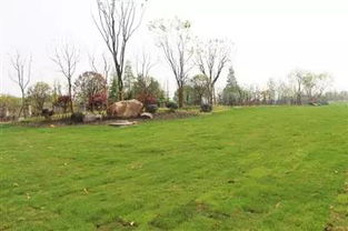 一、公园里的草儿们，你们知道我在说你们吗？