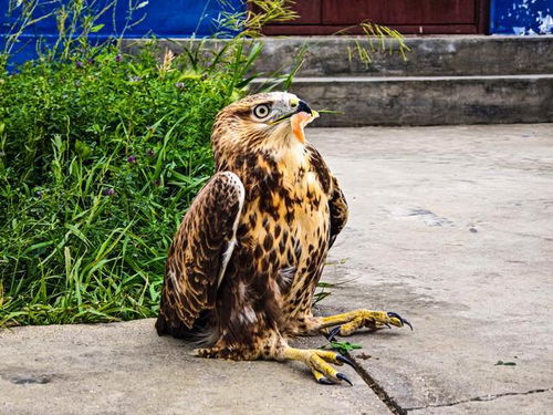 南通市民捡到国家二级保护动物苍鹰