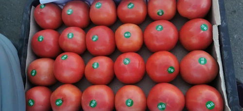 3、 西葫芦与西红柿