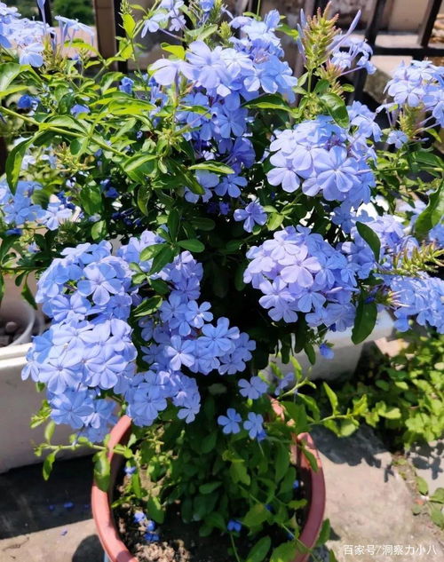 养护蓝雪花的4个关键