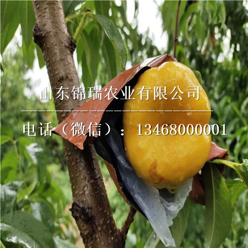 新新人类， 各领风骚——四季山茶花、红色果肉苹果等