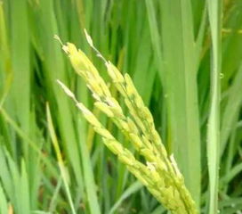 用药量要适量