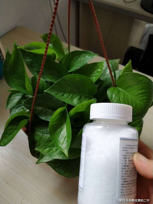绿萝养护心得分享：多菌灵使用的小秘密