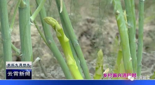 芦笋种植效益分析：一棵苗可收获几根？
