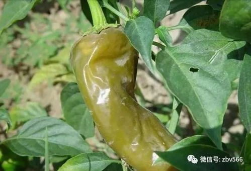 辣椒早衰，指辣椒生长后期出现叶片黄化、果实变小等症状
