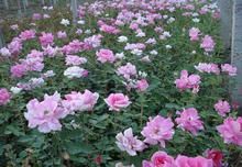 0.8-1.2米左右的藤本月季价格是多少？