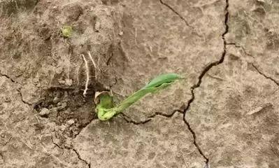 西瓜封闭除草剂在什么时候施用最合适，避免黄瓜出现除草剂药害现象？
