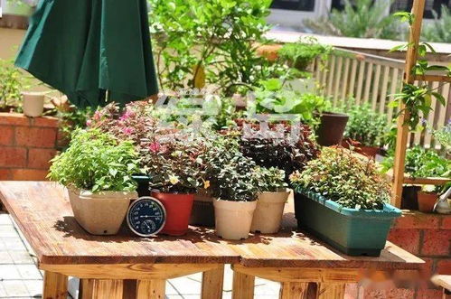 两广阳台花卉推荐：夏日里的清凉使者