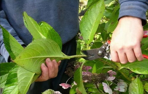 茉莉花， 清香四溢