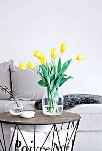 琴叶榕：大叶子， 大嫩量