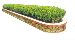 校园里那些绿油油的灌木们