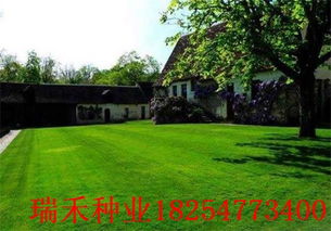 草坪种植时机揭秘：春夏秋冬哪个季节蕞宜种植？