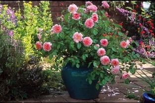 修剪时间与频率