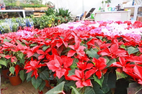 邢台桥西花卉市场：占地广阔， 花卉琳琅满目