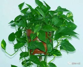 醋水浇绿萝，你真的会吗？