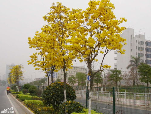 城市森林中的黄花风铃木