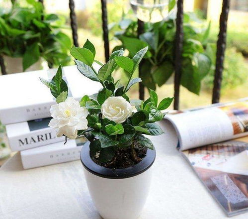 栀子花浇水，你真的懂吗？