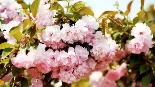 南北赏花指南全攻略