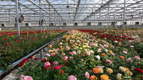 日本冰温技术：花卉养护新革命，提升品质与效率