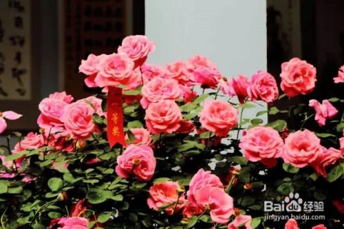 3. 正确种植， 月季花梗美丽