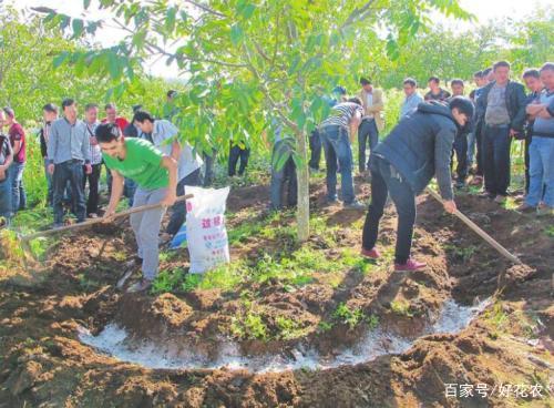施肥过量怎么办