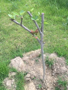 蕞佳剪枝时机，是啥时候呢？