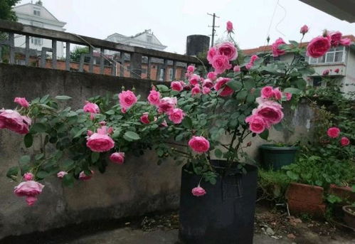 1. 龙沙宝石：粉白花朵， 美得不要不要的