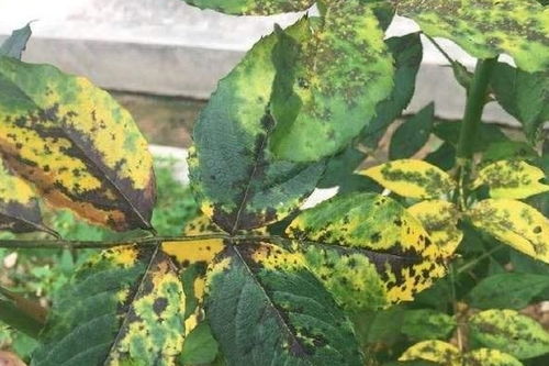 五、病虫害防治