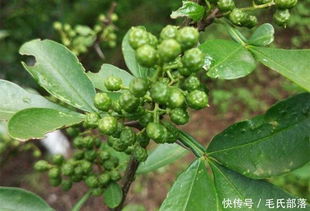 揭秘：花椒树扦插技巧与房前屋后种植禁忌，畜牧养殖必知！