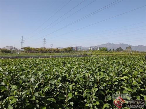 苗木的成长故事