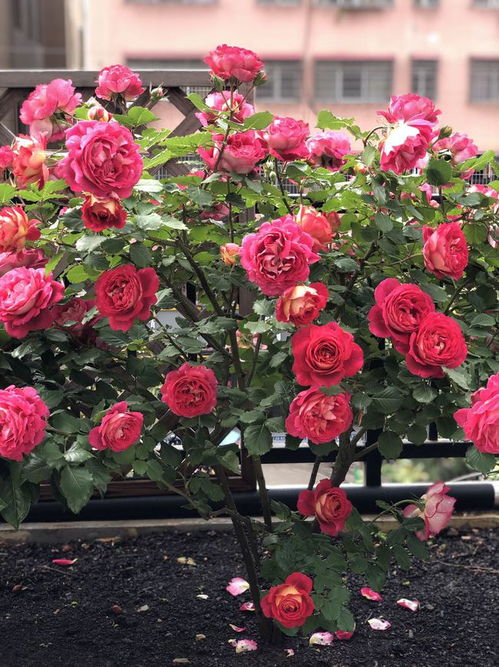 马萨德医生月季，法国培育的明星品种