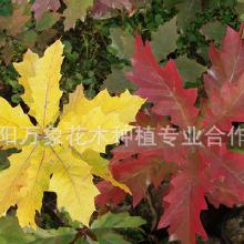 苗圃直销：夏橡工程苗乔木夏橡树新疆乔木夏栎树绿化苗木规格齐